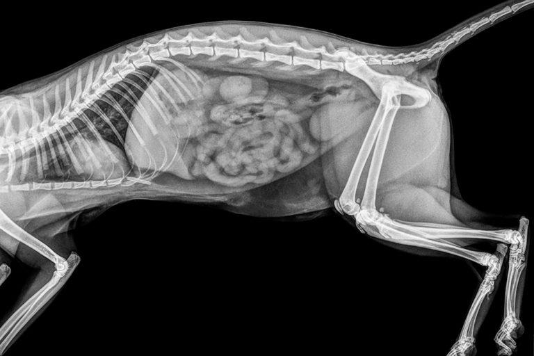 picture of a cat xray