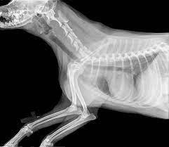 picture of a dog xray