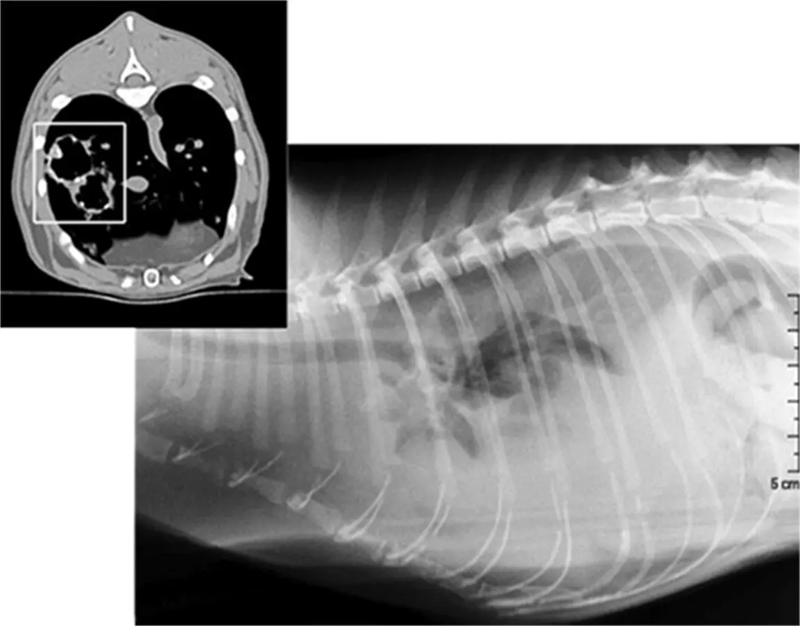 How To Interpret Cat CT Scans 3 Essential Techniques