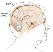Pineal Bezin İllüstrasyonu