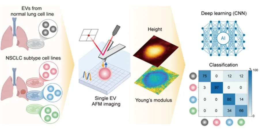 AI Deep Learning Model Classifies Lung Cancer Exosomes via Nanomechanics