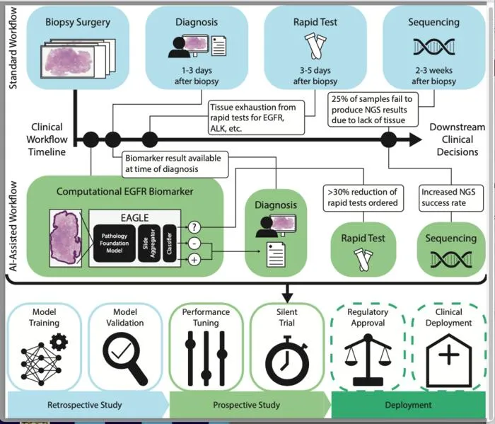 AI Model Predicts EGFR Mutations From Pathology Slides in Lung Cancer