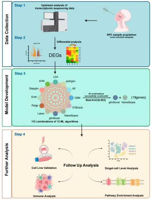 AI Model Predicts Radiation Sensitivity in Nasopharyngeal Cancer Patients